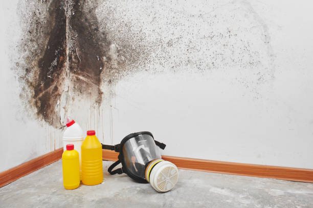 Certified Mold Removal in Aptos, CA