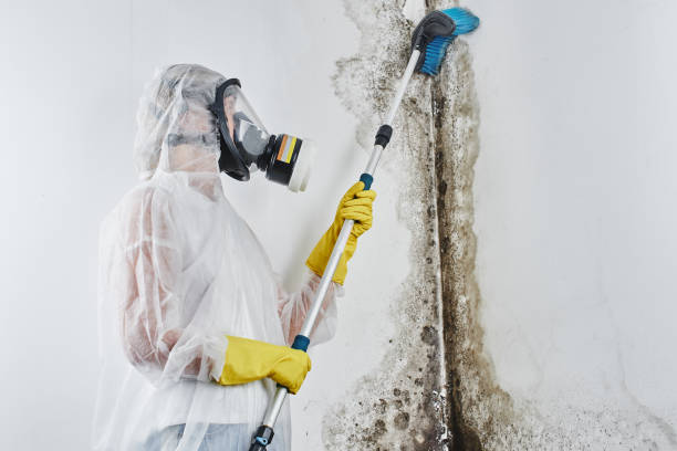 Mold Removal Process in Aptos, CA