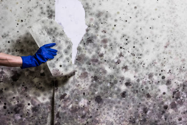 Best Best Mold Removal Companies  in Aptos, CA