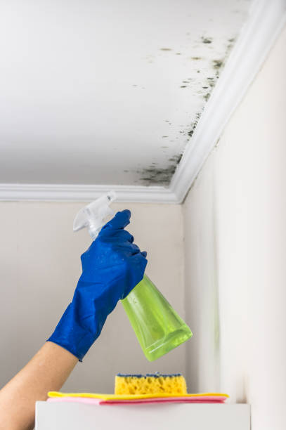 Best Commercial Mold Removal  in Aptos, CA