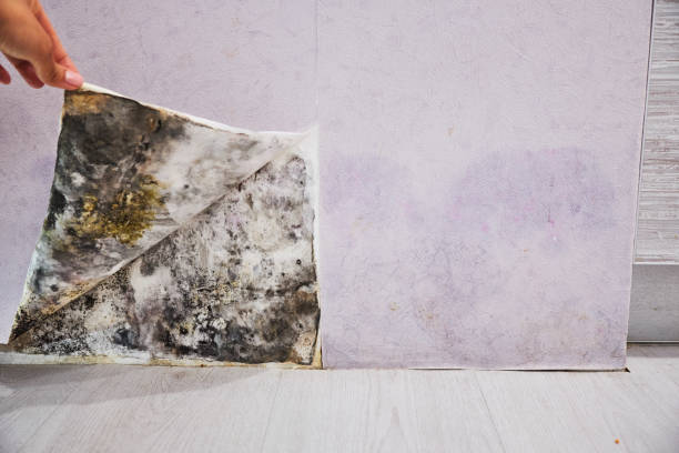 Best Mold Removal Near Me  in Aptos, CA